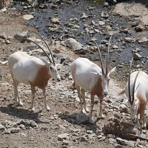 Scimitar horned oryxes