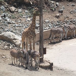 Angolan giraffe and Chapman's zebra