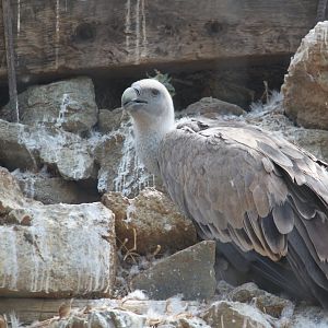 Griffon vulture