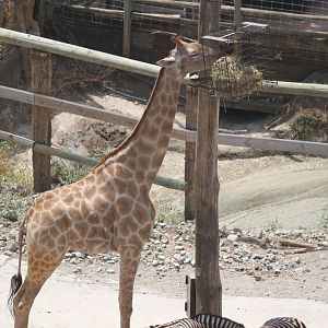 Angolan giraffe