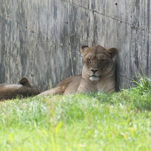 African lioness