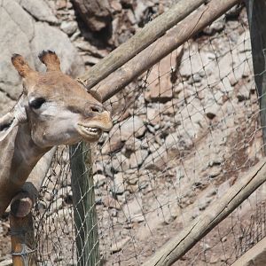 Chewing Angolan giraffe