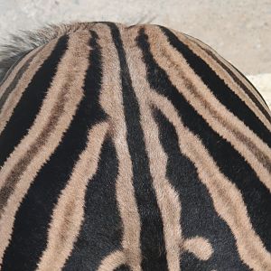 Chapman's zebra markings