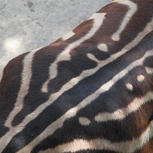 Chapman's zebra markings