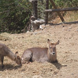 Waterbuck