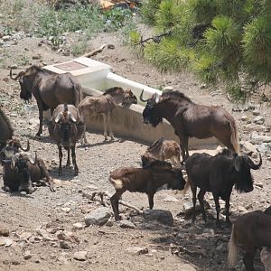 Herd of black wildebeest