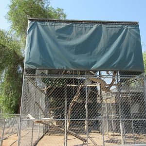 Javan Gibbon Exhibit - side view