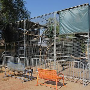 Javan Gibbon Exhibit