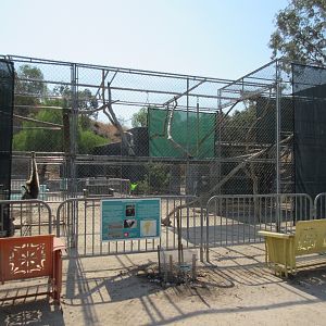 Eastern Hoolock Gibbon Exhibit