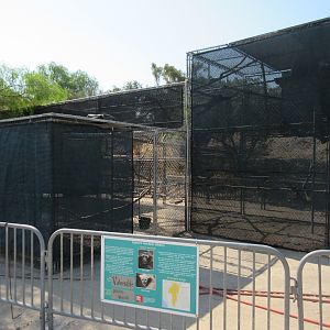 Eastern Hoolock Gibbon Exhibit