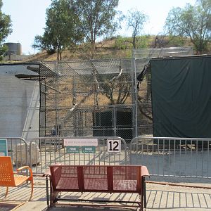 Northern White-Cheeked Gibbon Exhibit