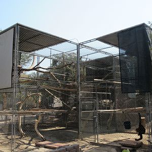 Northern White-Cheeked Gibbon Exhibit