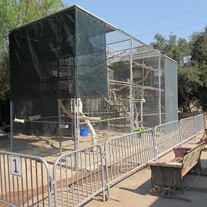 Javan Gibbon Exhibit