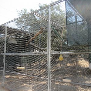 Javan Gibbon Exhibit