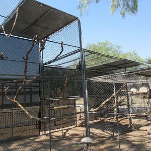 Pileated Gibbon Exhibit