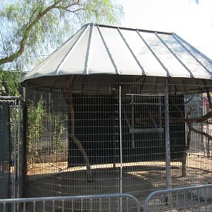 Javan Gibbon Exhibit