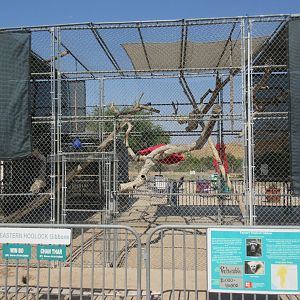 Eastern Hoolock Gibbon Exhibit