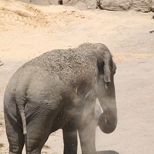 Asian elephant