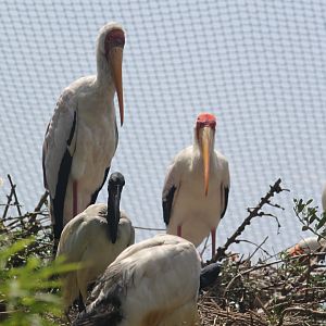 Yellow billed storks and African sacred ibis
