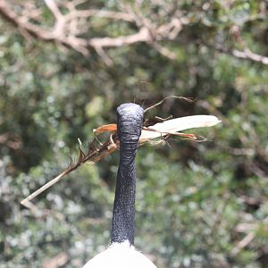 African sacred ibis with nesting materials