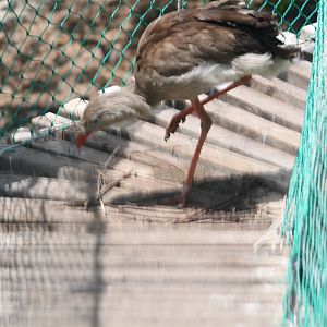 Red-legged seriema nesting on a wobbly bridge