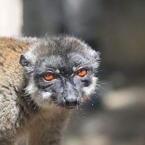 Brown lemur