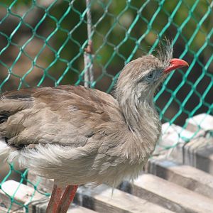 Red-legged seriema nesting on a bridge
