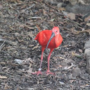 Scarlet ibis