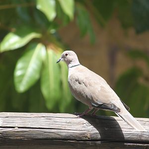 Wild collared dove