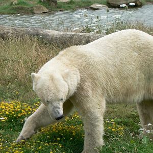 Polar Bear - 21 July 2017