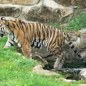 Amur Tiger - 21 July 2017