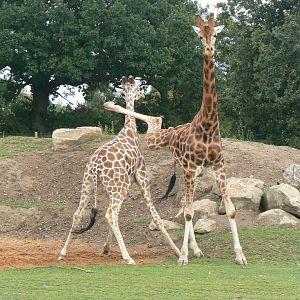 Giraffes Fighting - 21 July 2017