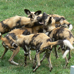 African Wild Dogs - 21 July 2017