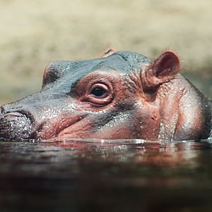 Jul. 2017 - Africa - Fiona