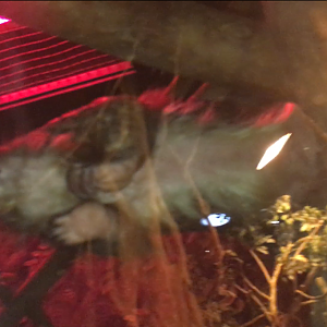 Tree Pangolin Stomich