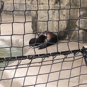 Sea Lion Mom and Pup