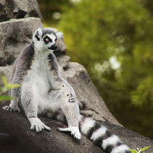 Jul. 2017 - Lemur Lookout - Ring-tailed Lemur