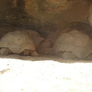 03/05/17 - African spurred tortoise