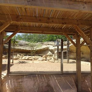 03/05/17 - African spurred tortoise exhibit
