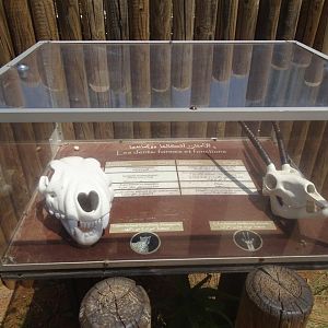 03/05/17 - Exemple of signage (in this case, Sudan cheetah)