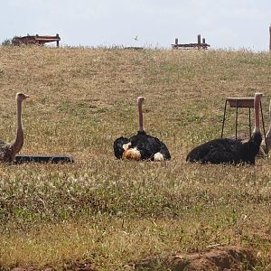 03/05/17 - Red-necked ostrich