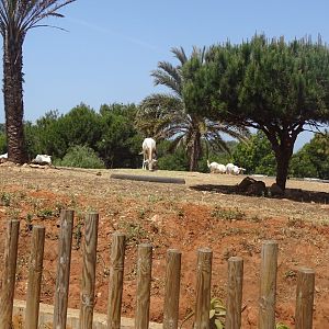 03/05/17 - Scimitar-horned oryx