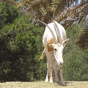 03/05/17 - Scimitar-horned oryx