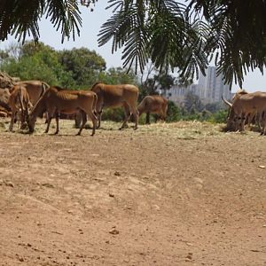 03/05/17 - African hoofstock