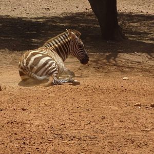 03/05/17 - Grant's zebra