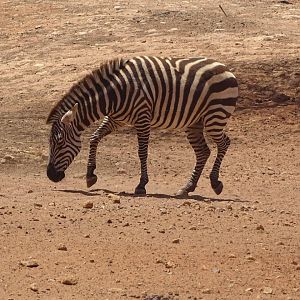 03/05/17 - Grant's zebra