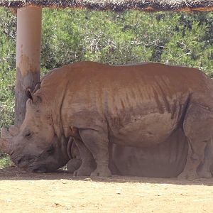 03/05/17 - Southern white rhinoceros