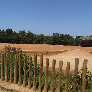 03/05/17 - Southern white rhinocers (exhibit)