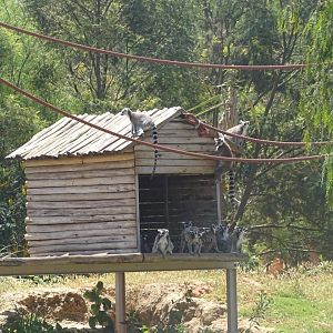 03/05/17 - Ring-tailed lemur
