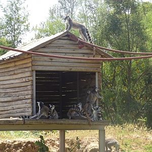 03/05/17 - Ring-tailed lemur